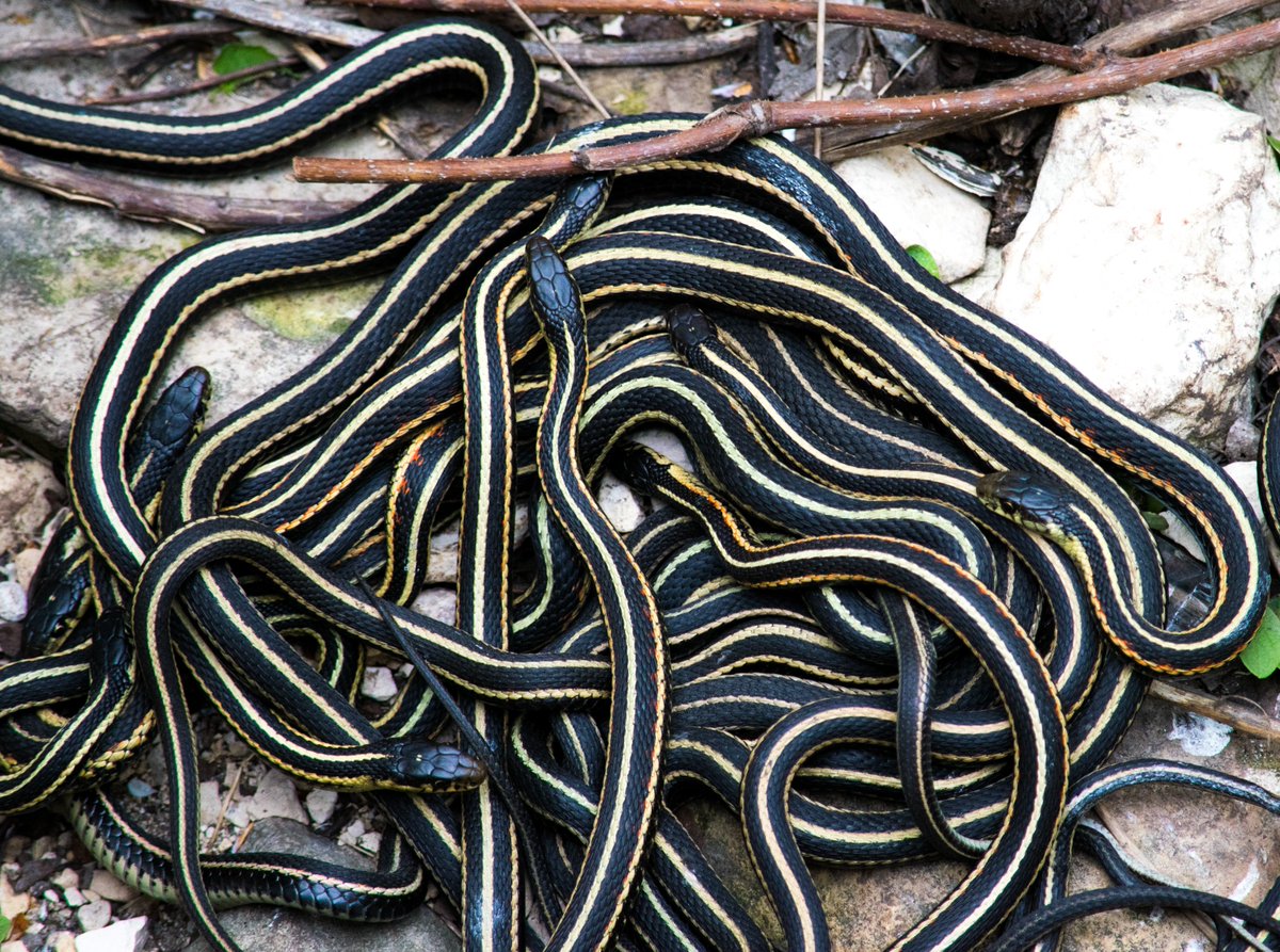 Snake party! 🐍 Manitoba boasts the largest concentration of snakes not only in North America but across the globe. An estimated population of approximately 70,000 snakes gather in this region annually. #WildlifeWednesday 📍 Narcisse Snake Dens 📸: Trish Wittmann