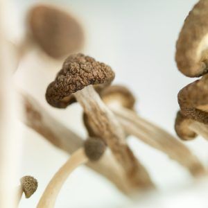 Study: Psilocybin Mushrooms Stimulate Growth Of New Brain Cells!     bit.ly/2sQHcdo