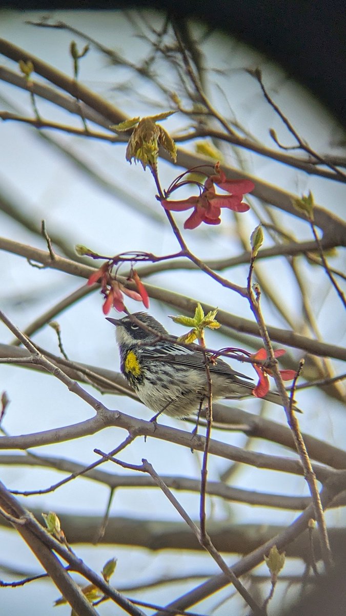 WARBLERS have arrived in Queens! Saw a palm, a pine and a blue gray gnatcatcher too but only the yellow-rumps posed long enough for my poor reflexes.