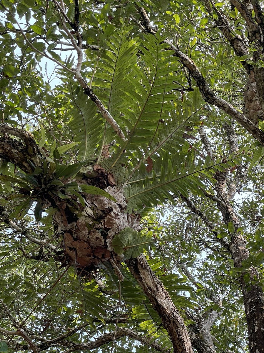 Aglaomorpha coronans カザリシダの仲間。外套葉は持たず、代わりに葉の基部が幅広くなり落ち葉を蓄える。葉の長さは1mを超える。細い枝に着生して育っていることもあるが、自重で折れたり、強風に吹かれて落ちているのもしばしば見かける。