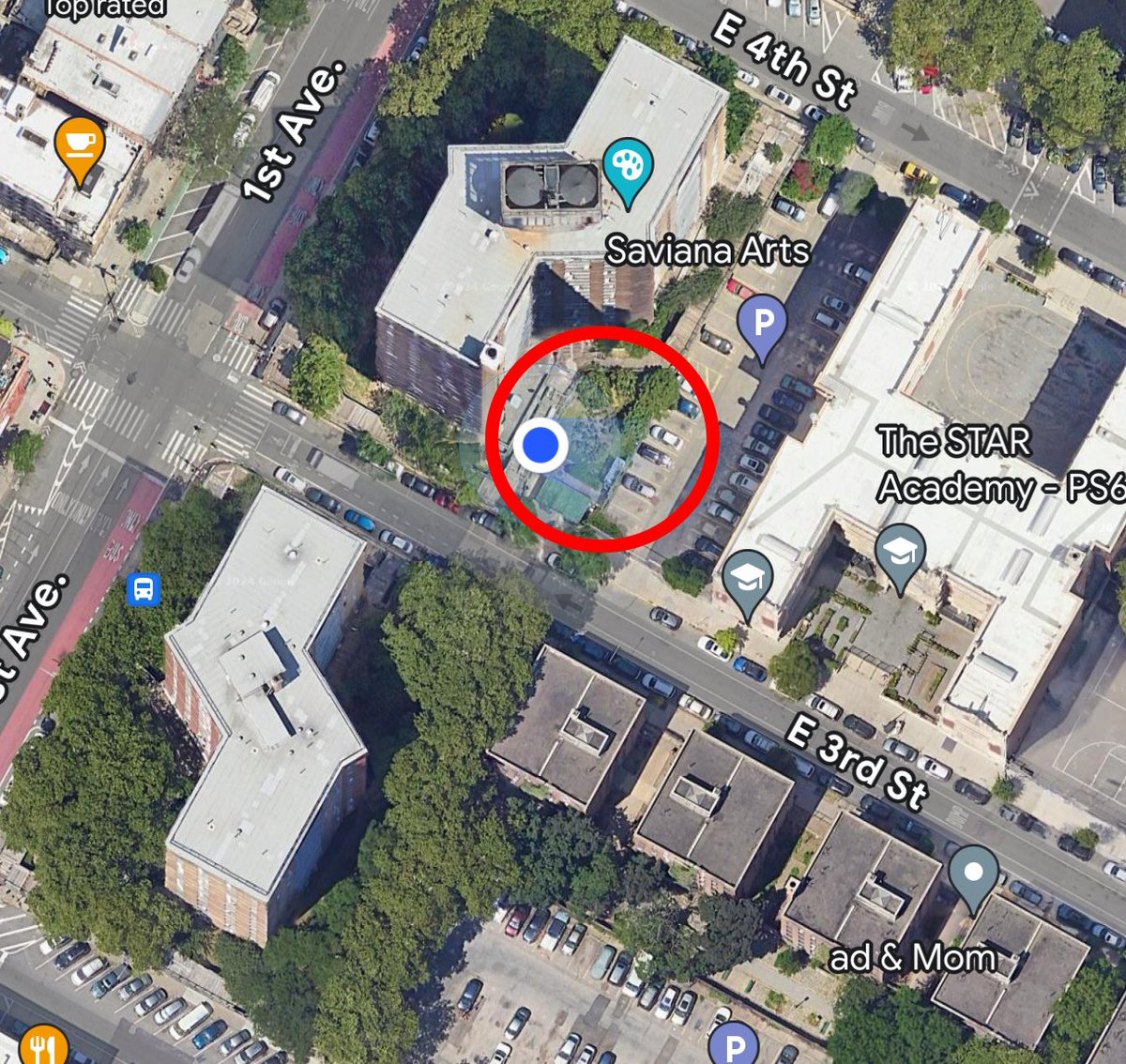 Blue grosbeak continuing on 1st Ave and 3rd Street in Manhattan. Many birders. Good views.

Look on the ground in a fenced-off garden with wood chips. #birdcp