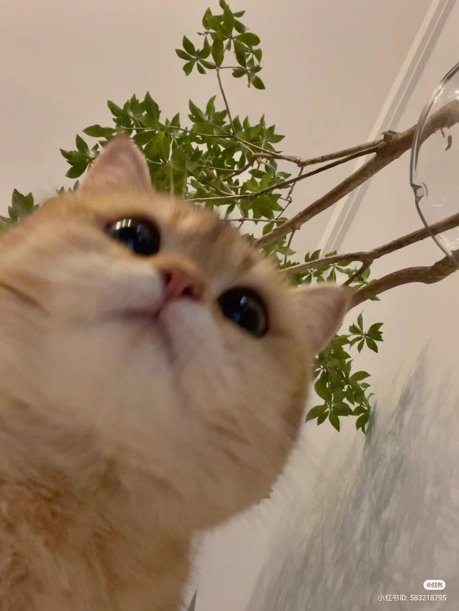 No Context Cats tweet media