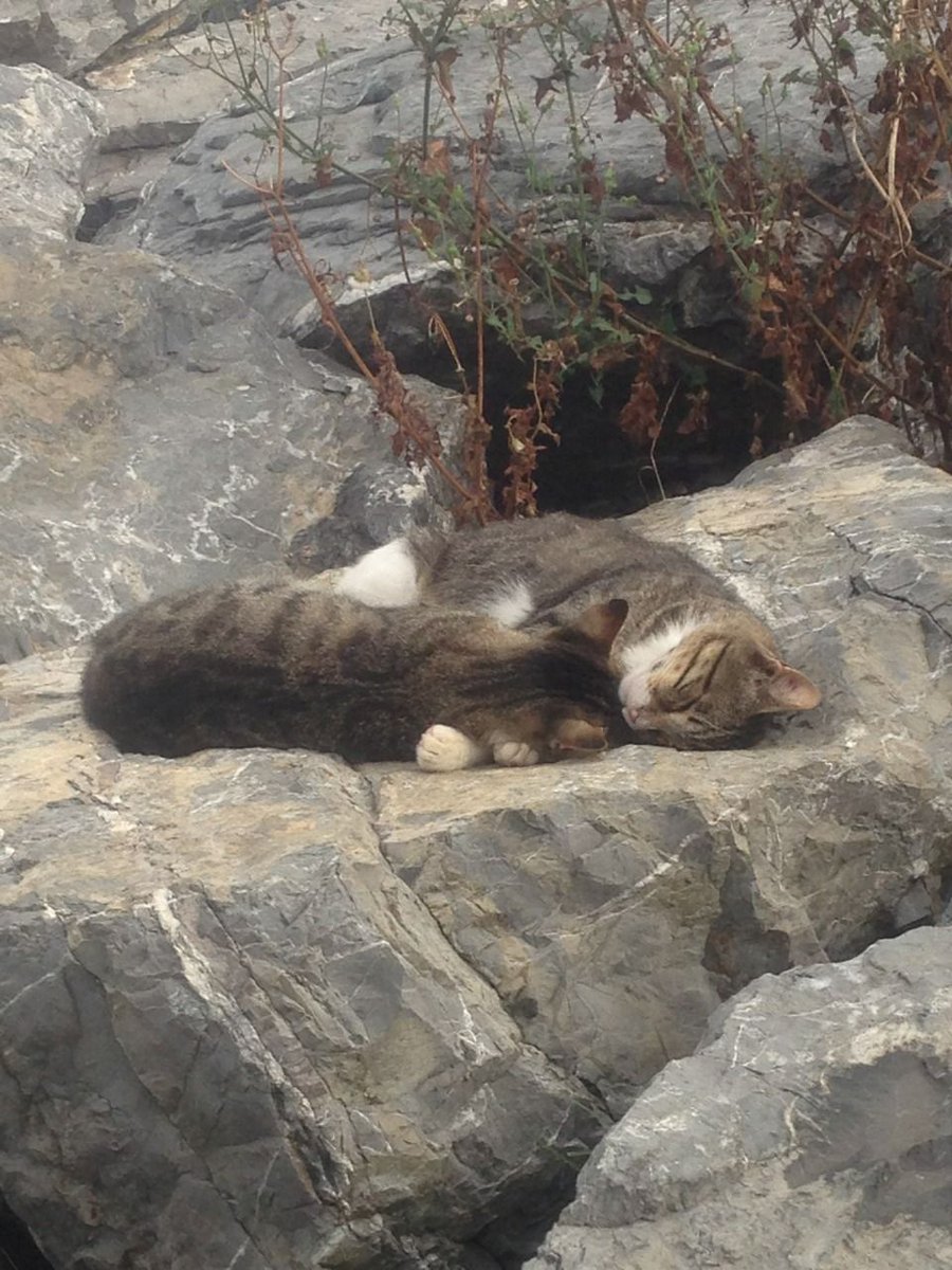 just two kitties cuddling by the sea