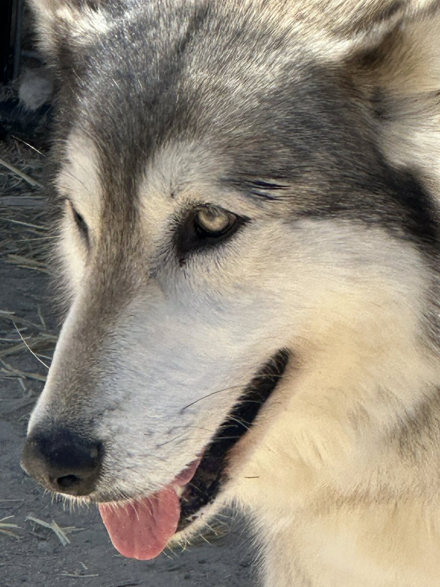 Those eyes😍❤️🐺❤️ Please support our mission to rescue! #wolfdogs #4cornerswolfdogrescuesanctuary #donate #support #newhabitats @mirandalambert @MuttNation @JasonHeiglFound @KatieHeigl @LeoDiCaprio #retweet🙏🤞‼️