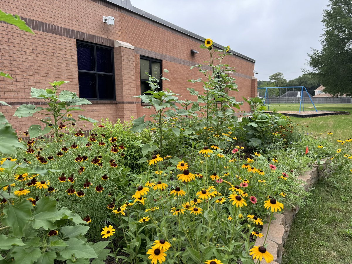 I think it’s impossible to look up at a sunflower without smiling 🌻😊 Once again, @ReedElementary , your garden is showing off! Happy Garden Day, 2nd grade! @readygrowgarden @ReedLeadLearner @CyFairISD @CFISDScience #gardenday #elementaryscience #texasgardening