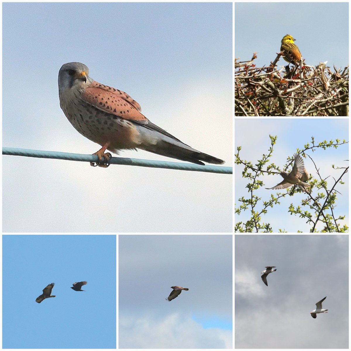 Sleaford STW - M-F Buzzard - Kestrel - Yellow Hammer 2 - Linnets 7 - Meadow Pipits 2 - Gulls 15 - Long tailed tits 4 - Skylark 15 @Lincsbirding