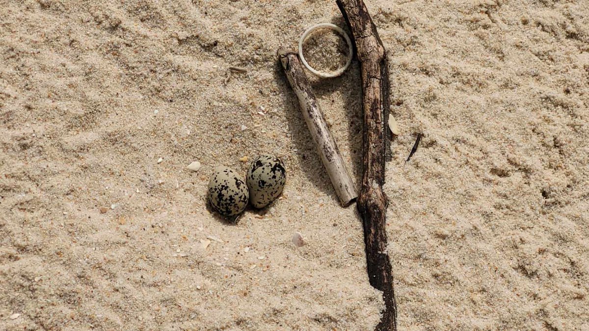 First nest of the year (15/04/24) for Kentish plovers breeding at Quiaios beach. Monitoring under the actions of @Iberalex_Poctep! @ECOTOP_UC @DCV_UC @MAREscience