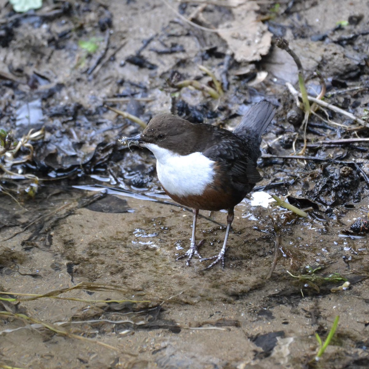The Dippers have made a nest nearby 😍 ssssh! Secret location on the #DerbyshireWye #WildlifeWednesday