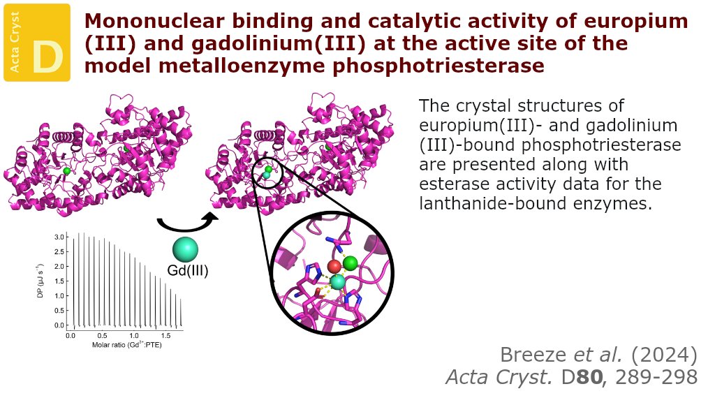 Very few lanthanoenzymes have been structurally investigated: here, the mononuclear binding of Eu(III) and Gd(III) to the active site of a mutant of  phosphotriesterase is reported @IUCr #Lanthanides #Phosphotriesterase #AnomalousScattering doi.org/10.1107/S20597…