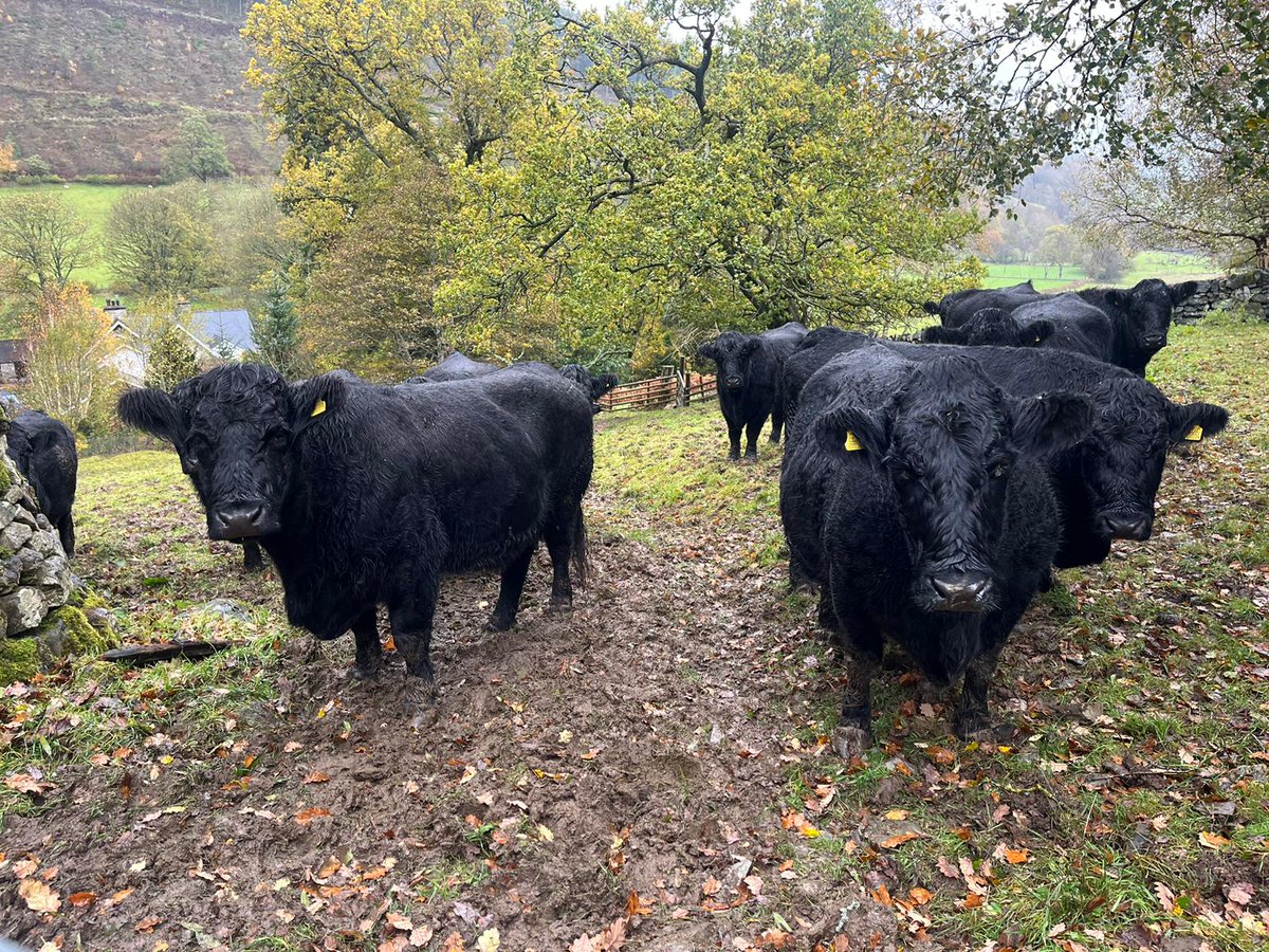 ◾️𝗪𝗵𝘆 𝘁𝗵𝗲 𝗪𝗲𝗹𝘀𝗵 𝗕𝗹𝗮𝗰𝗸𝘀? ◾️ Welsh Black Cattle have thick black coats capable of repelling the harshest weather like we've experienced in recent months. They’re also able to be kept on a lower cost budget and kept out all year round #welshblackcattle
