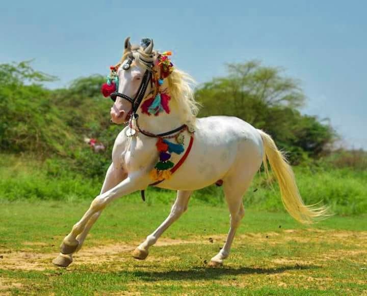 ماشاءاللہ خوبصورت نُکرا #BeautifulHorsesOfPakistan