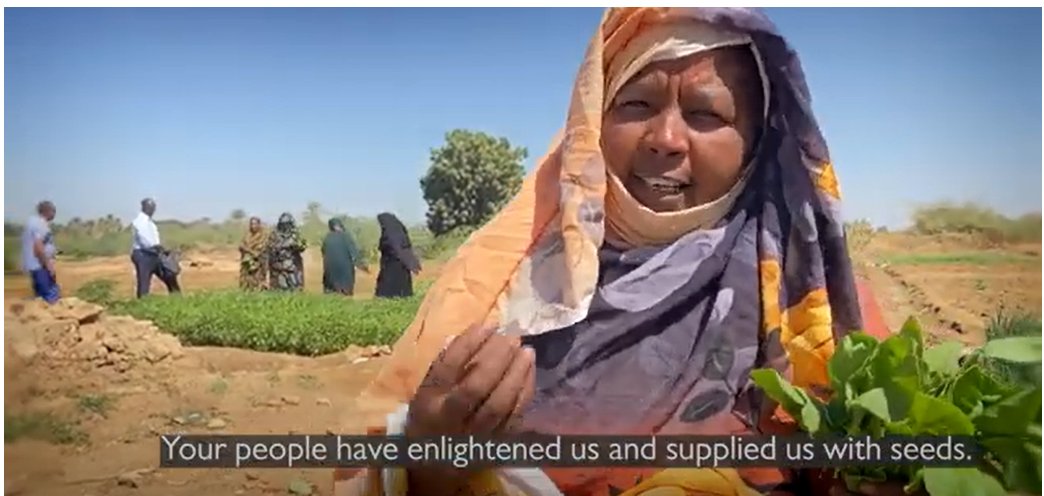 In #Sudan, the Elharam Agricultural Cooperative, a women farmers group, is making the difference thanks to the improved vegetable seeds provided by @CIMMYT @CGIAR @WorldVegCenter #FeedTheFuture #USAID. See Imtithal Ali Atta Allah’s interview. bit.ly/4aFrp27 #السودان