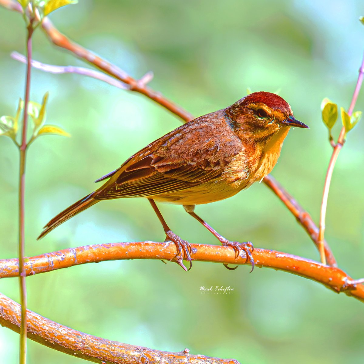 Palm Warbler, North Woods, Central Park, N.Y.C #birdwatching #naturelovers #birdcpp #TwitterNatureCommunity #birdsofinstagram #britishnatureguide #naturephotography #birdphotography #twitterphotography #wildbirdphotography #nikonphotography #NatureBeauty 4.16.2024