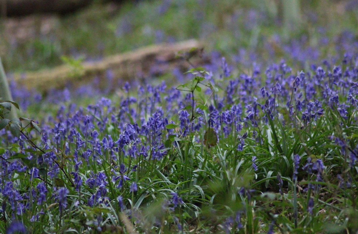 Bluebells are appearing at Spring Park in abundance, creating an intoxicating scent that's hard to miss. Almost half the world’s bluebells are found in the UK and are a protected species under the Wildlife and Countryside Act 1981. Please help us protect them by keeping to paths
