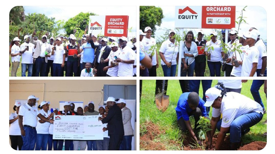 This month, we're in Busoga utilizing the first planting season We're engaging local households to restore #48Ha land offered by @BCMwiri The project is funded by @UgEquityBank with @KHCKampala as we increase Uganda's forestry cover voiceuganda.com/2024/04/14/equ… Cc @KingNadiopeIV