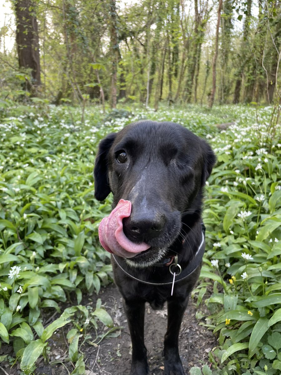 ``` Is it too late for #TongueOutTuesday? #ToT #WildGarlic