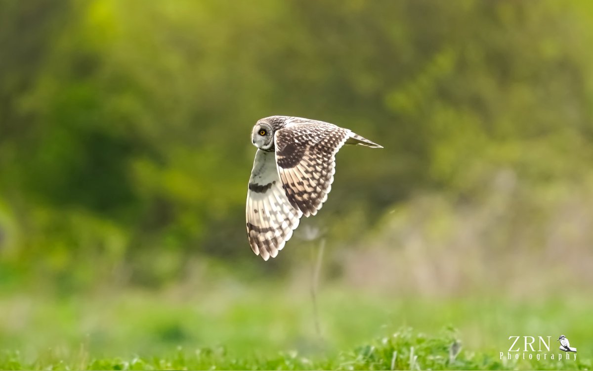 Beautiful to see the SEO... #shortearedowl #owls #SEO @Bempton_Cliffs @Natures_Voice @RSPBEngland #birdofprey #wildlifephotography #wildlife #naturelovers @WildlifeMag