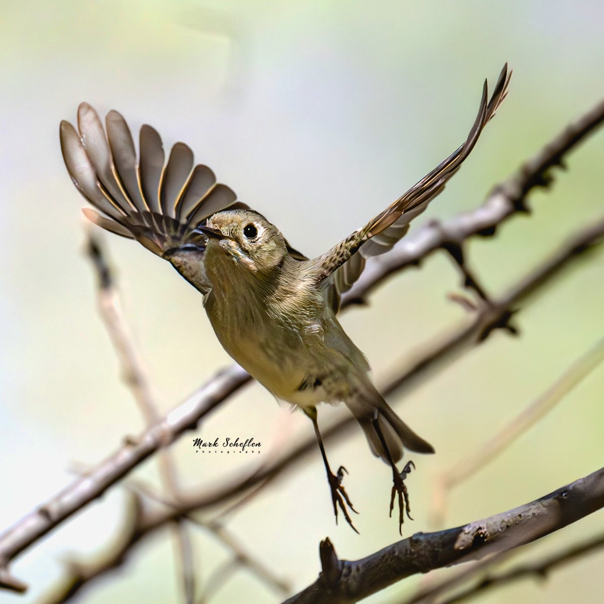 Ruby-crowned Kinglet,  North Woods, Central Park, N.Y.C #birdwatching #naturelovers #birdcpp #TwitterNatureCommunity #birdsofinstagram #britishnatureguide #naturephotography #birdphotography #twitterphotography #wildbirdphotography #nikonphotography #NatureBeauty 4.16.2024