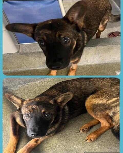 🆘 INJURED 10 MTHS OLD #GERMANSHEPHERD/#BELGIANMALINOIS DOG PUPPY RUNNY 🐕‍🦺#A708074 (33.8lb, hw-) WITH A CALM DEMEANOUR IS TBK☠️ TODAY 4.17 BY SA ACS IN TX‼️
📍20 days at acs

Friendly, sweet, gentle, playful

🚨📝intermit toe touching lame. on R pelvic limb, mucop nasal discharge