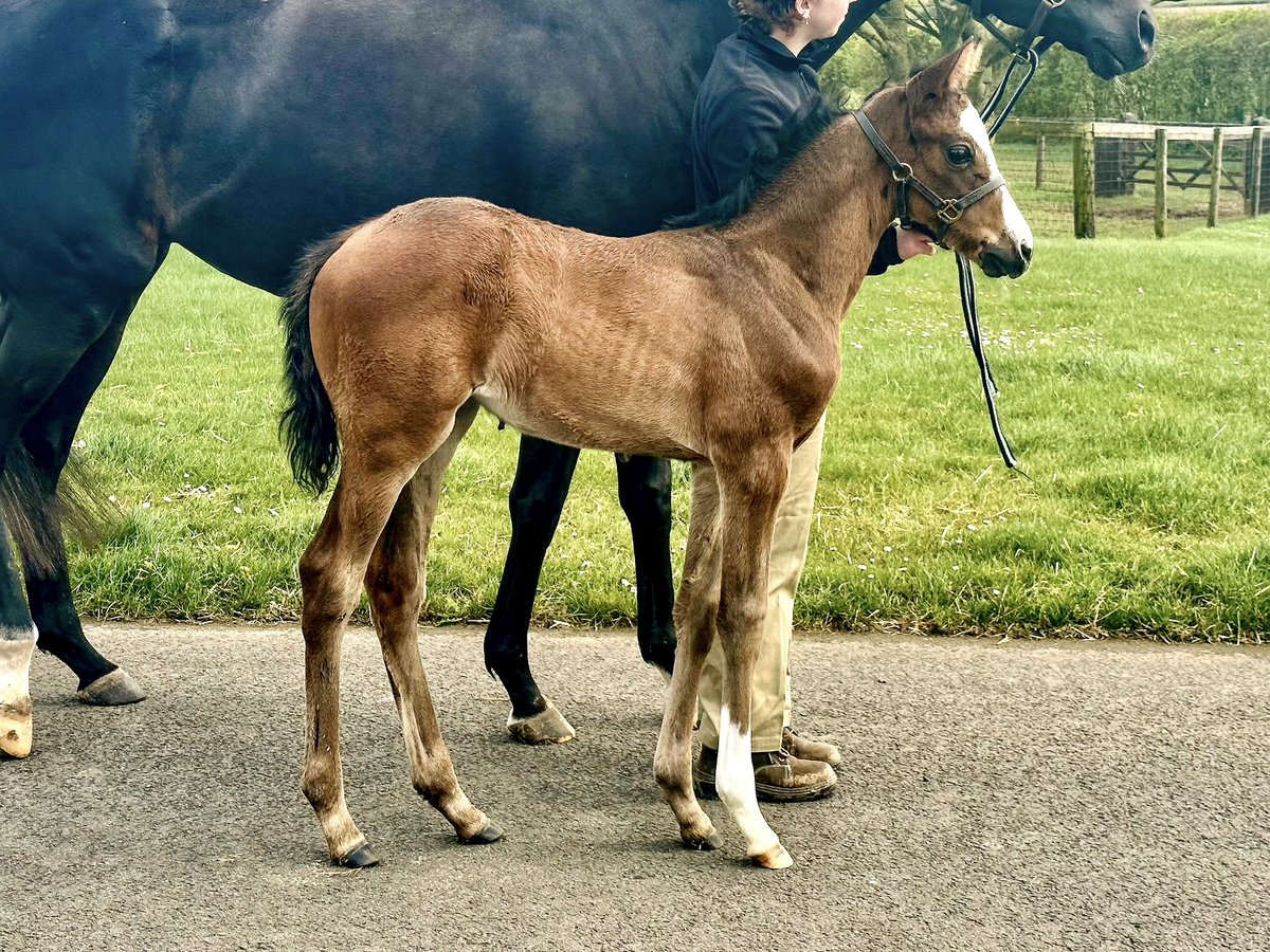 A lot of daddy about this little beauty by WITHOUT PAROLE x Girl on Film. Great balance, pretty head & nice demeanour. This is mum’s first foal 🥰 #WithoutParole @newsellspark @johndgunther