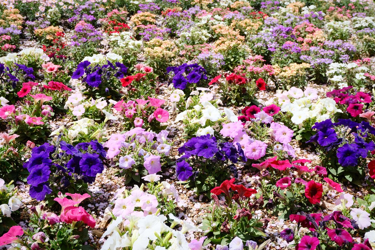 #TLを花でいっぱいにしよう 
#ペチュニア #petunia 
#写真好きな人と繋がりたい 
#photograph #photography 
#FUJIFILM #fujifilm_xseries #xs10 
色とりどり