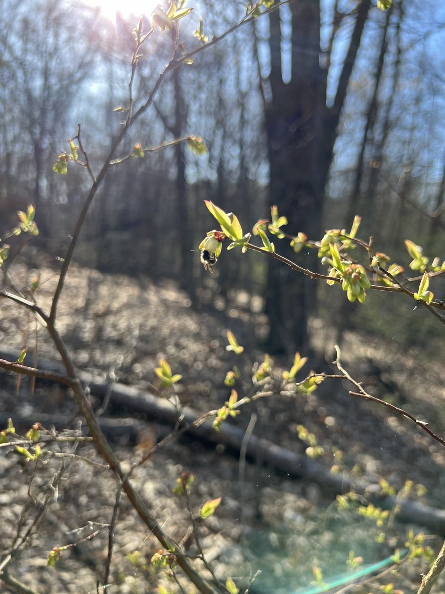 Wild highbush blueberry flowering….. in mid April??? Blueberry phenology appears to be a full month ahead of schedule this year 😬