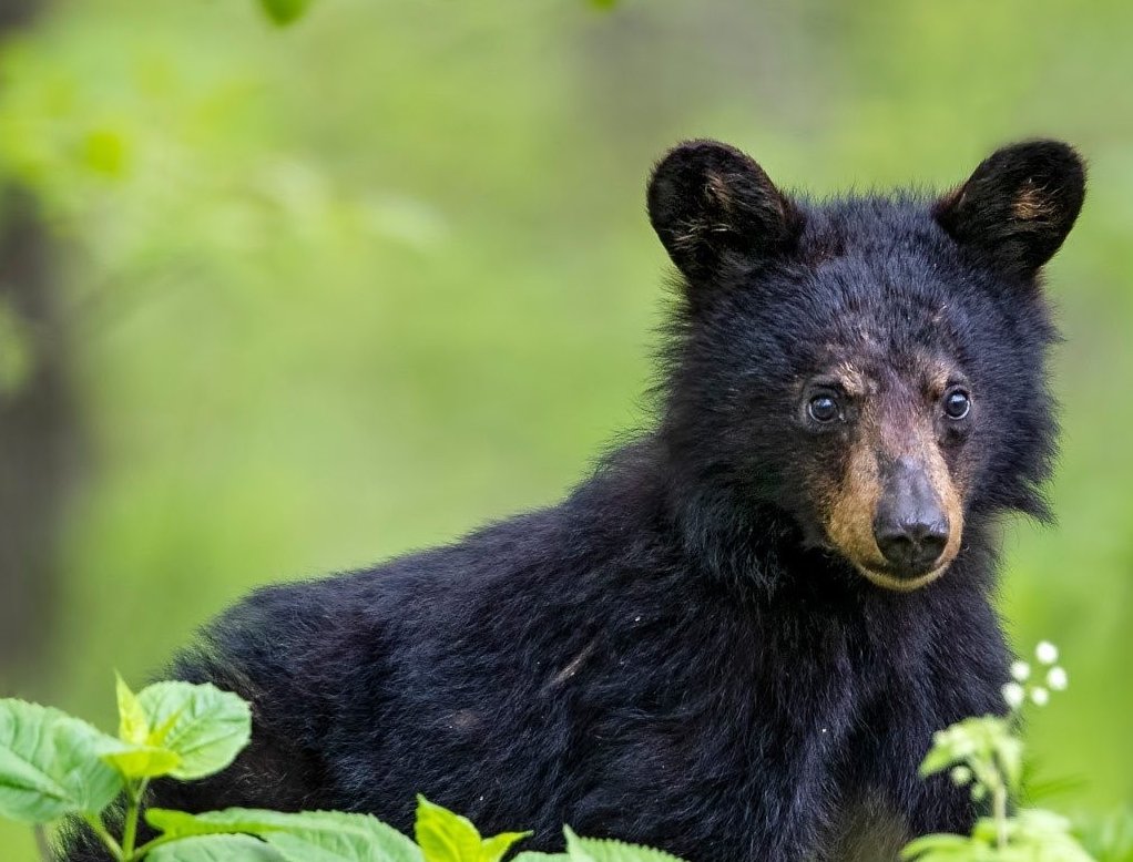 Today's desktop wallpaper features this adorable baby bear. ❤️🐻