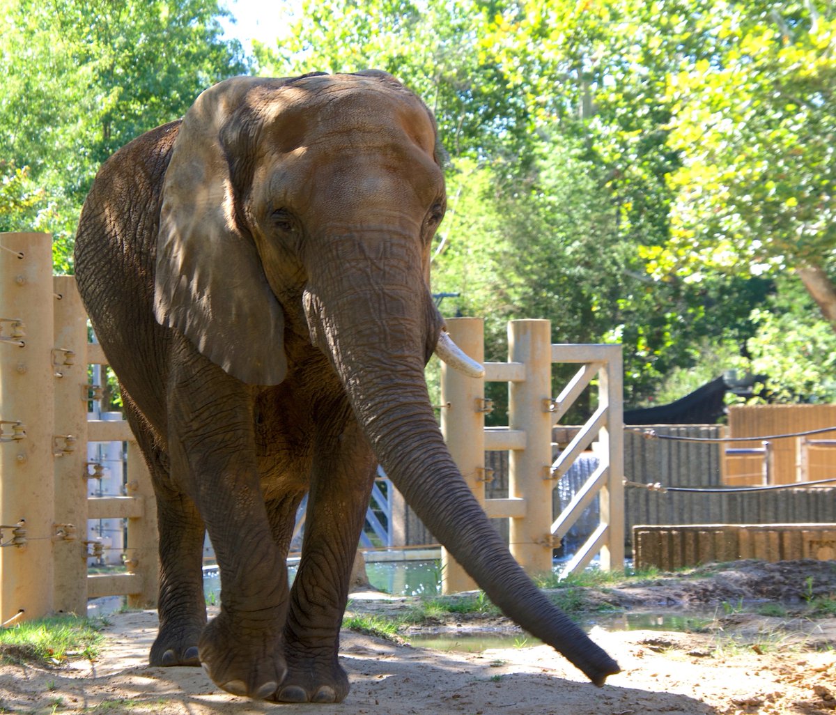 African elephants are the largest land animals on Earth, but they're also incredibly social and intelligent creatures! From their impressive memory to their social bonds, these gentle giants never cease to amaze. #MemphisZoo