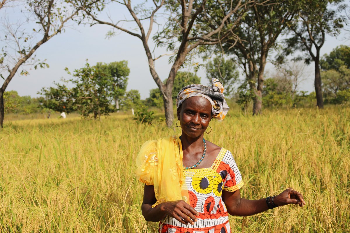 “Never in all my years have I had so much rice.” The @JointSDGFund programme in Guinea-Bissau🇬🇼 uses innovative farming techniques to transform rice cultivation in collaboration with local communities. Learn more: jointsdgfund.org/article/how-in…