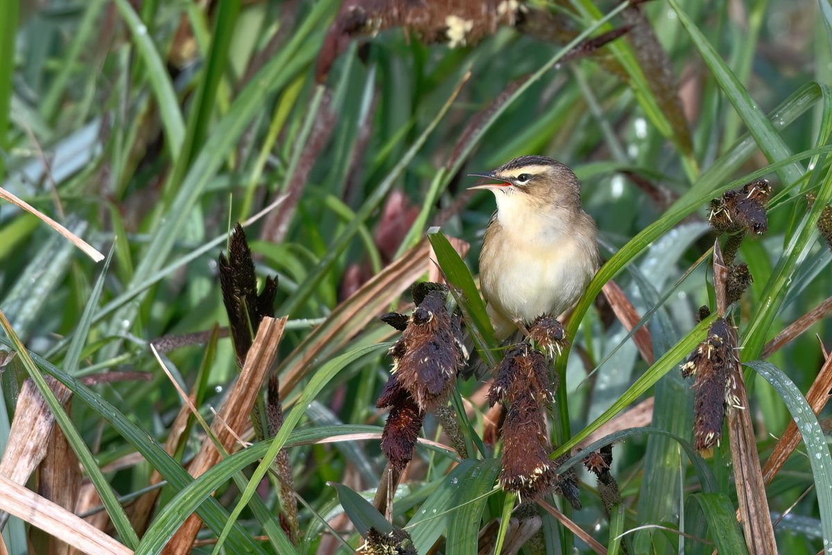 2 Sedge Warbler at Croxley Common Moor this morning #hertsbirds