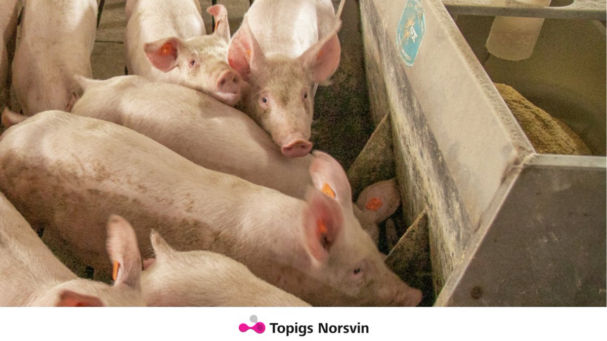 The new Delta Norway boar test station will provide an improvement in feed efficiency of 15%. On a global scale, this means a reduction of 1 million tons of CO2-equivalents. Read about Delta Norway's contribution to sustainable production: bit.ly/4auC7Iy
#CO2reduction