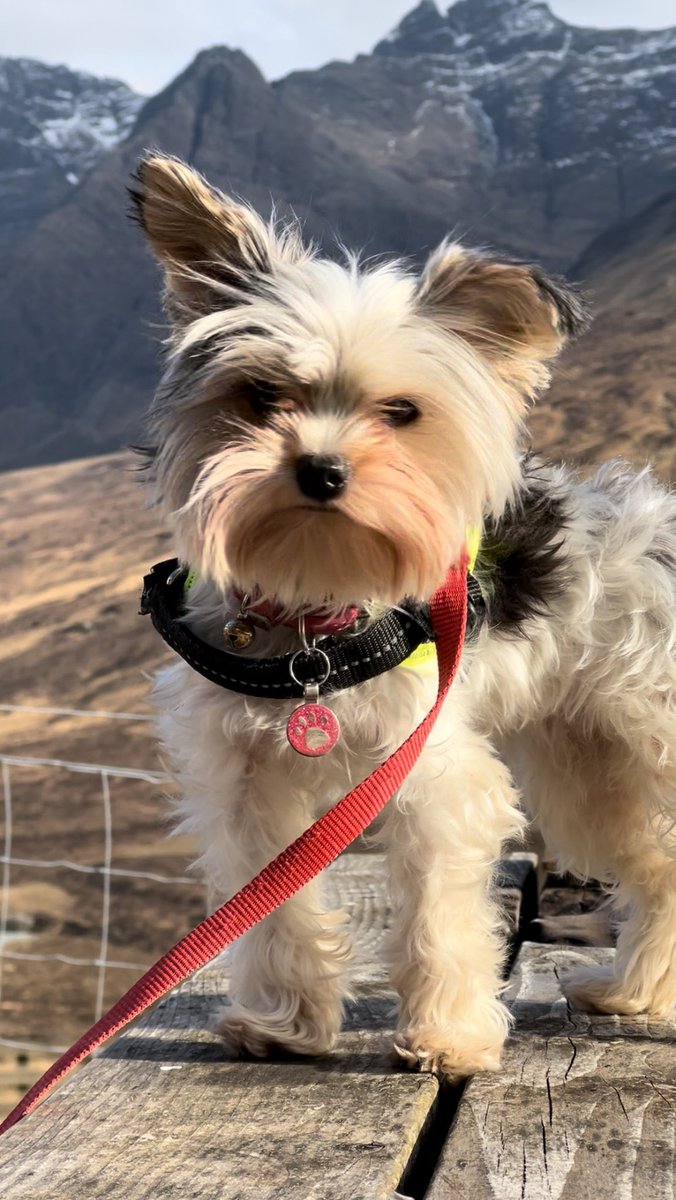 This year @MarieAMcNair has entered Holyrood Dog of the Year with Heidi! 🐾 

To vote for Marie McNair MSP and Heidi, visit thekennelclub.org.uk/hdoty

#hdoty #mspdogoftheyear 

@DT_Pawlitical