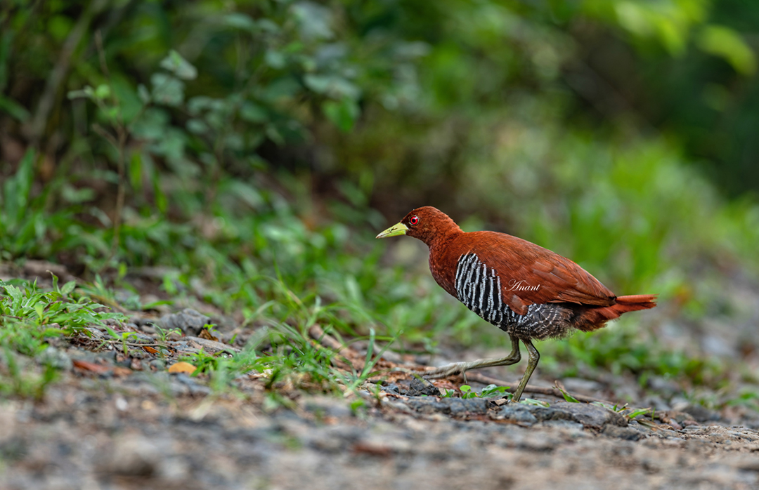 'Anybody wants to see Two crakes in a frame...😃'
For now...an Andaman Crake  at Port Blair, Oct 22

#Birdwatching #bird #BirdPhotography #photographylovers #birding #photoMode  #TwitterNatureCommunity #BBCWildlifePOTD #ThePhotoHour #IndiAves #IndiWild @natgeoindia @NatGeoPhotos