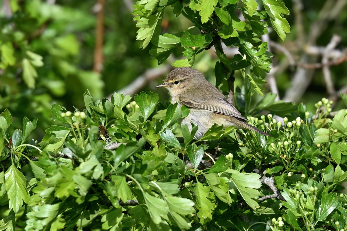 Chiffchaff at Croxley Common Moor this morning #hertsbirds