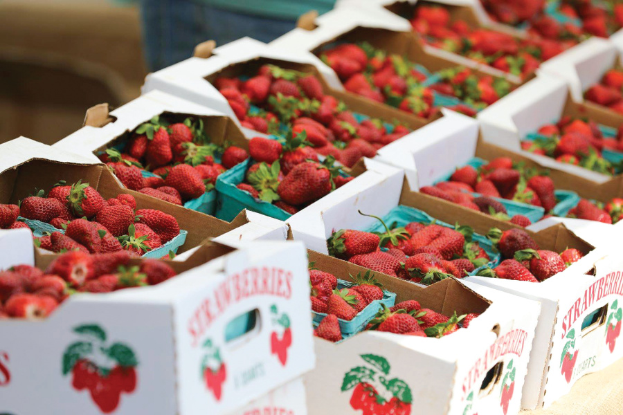 Get your fill of sweet seasonal strawberries this spring from Bell Family Farms in Gleason, Tennessee. tnhomeandfarm.com/agriculture/fi… 📸 Richard Suter