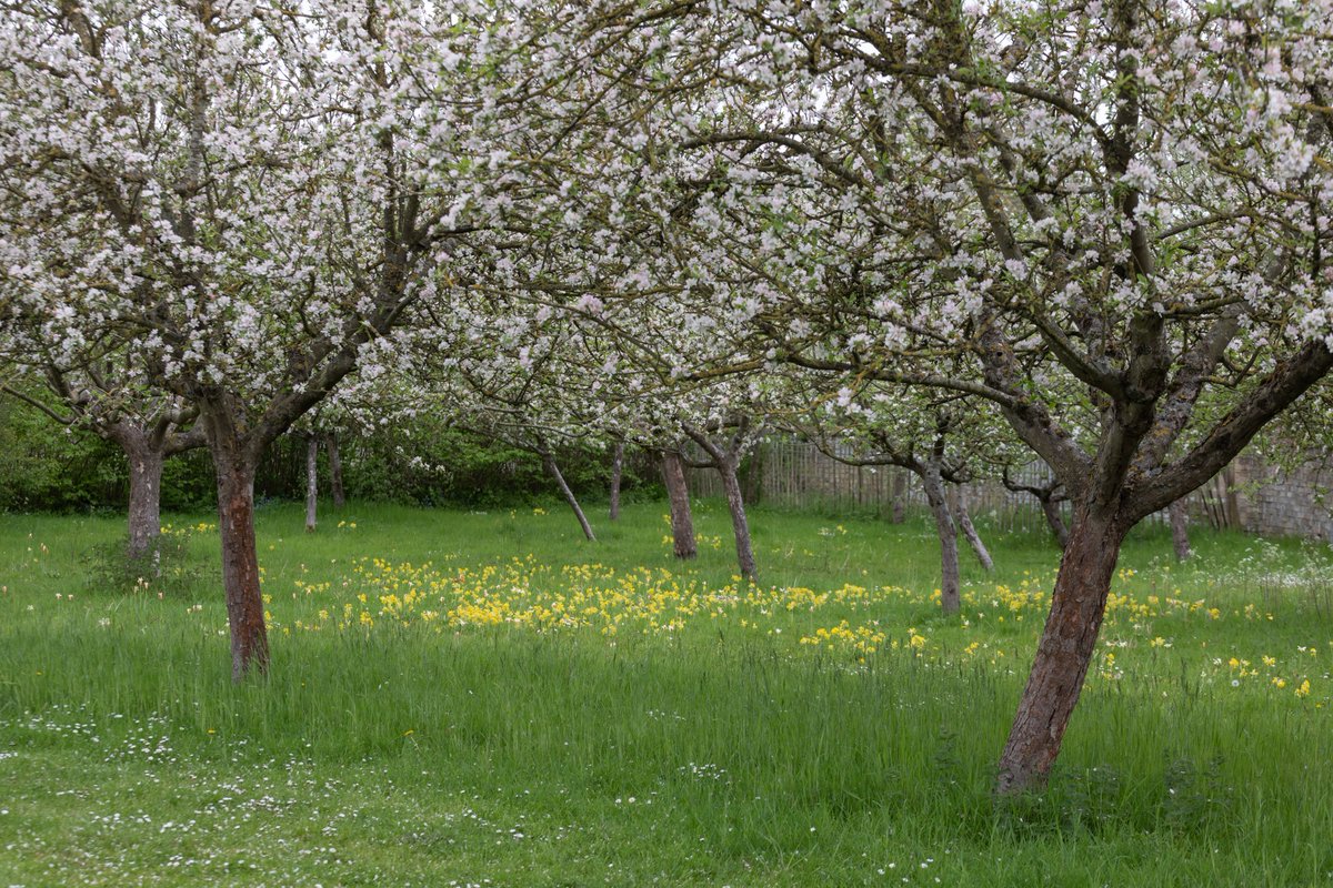 Despite blossom declining across our landscapes since 1900, the number of place names linked with blossom has doubled. Here’s a few we’ve spotted in our region, have you seen any near you? #BlossomWatch 📷Alex Green, Jemma Finch, Justin Minns