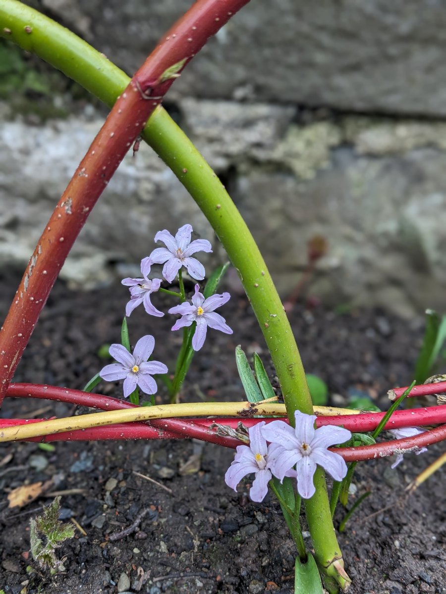 I’m sure many would agree that our garden team are a talented bunch, but what about this for recycling!? The stems pruned from the Winter Garden earlier in the year are now being reused to create mini fences to help protect the newly emerging spring flowers on the Terraces 😍