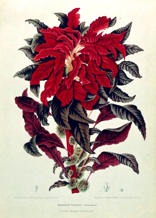 'Amaranthus tricolor' por la ilustradora botánica Berthe Hoola van Noten (1817-1892), exploradora de Java y Surinam. Esta flor era conocida como 'guacamayo' o 'ala de loro', por la similitud de sus vivos colores con las alas de las aves exóticas. 🦜