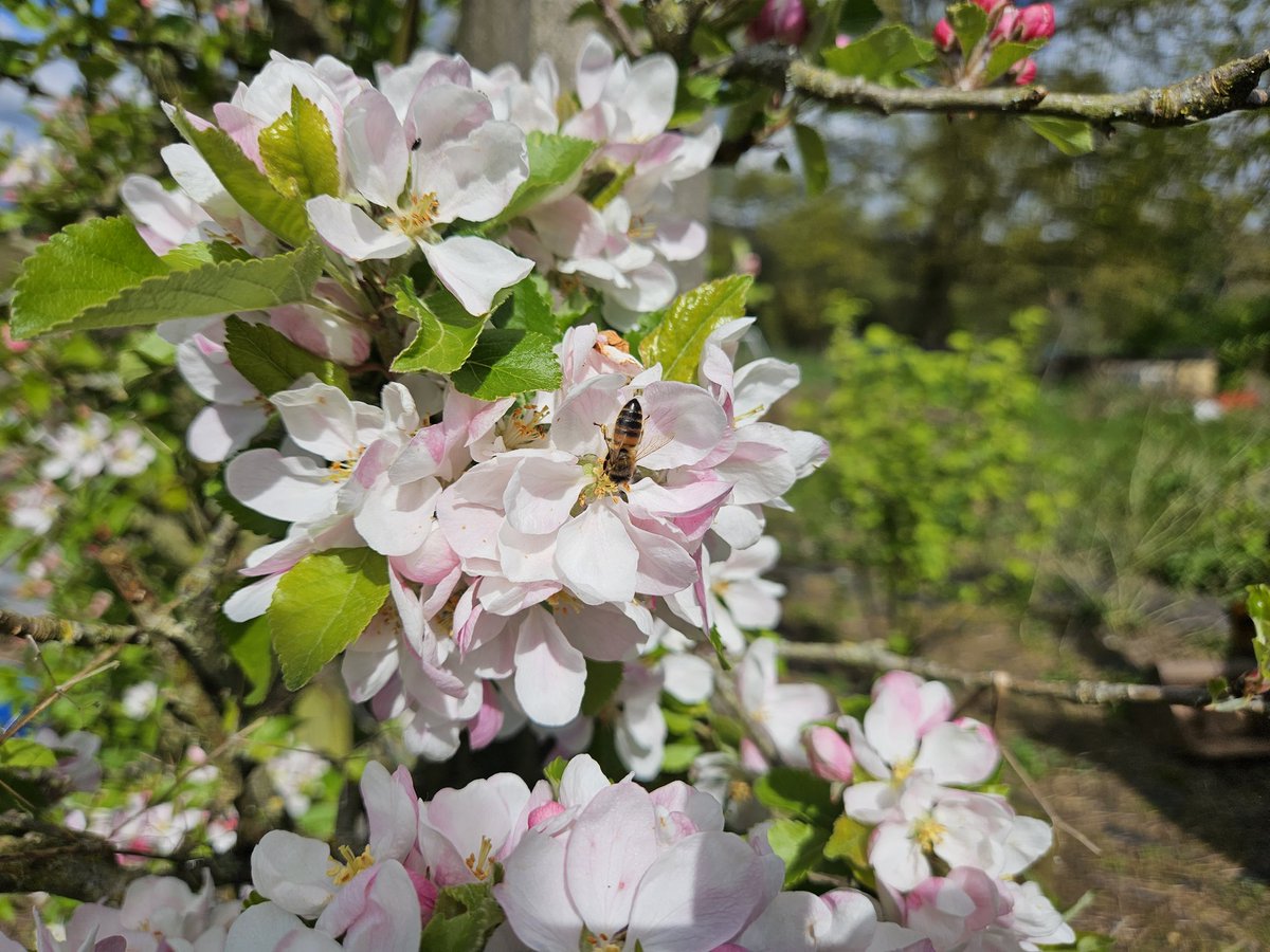 Let's hope it doesn't freeze tonight. Looking like we'll get a good crop of apples if it holds off. This one below is sunset and honestly it's worth growing for the blossom alone.