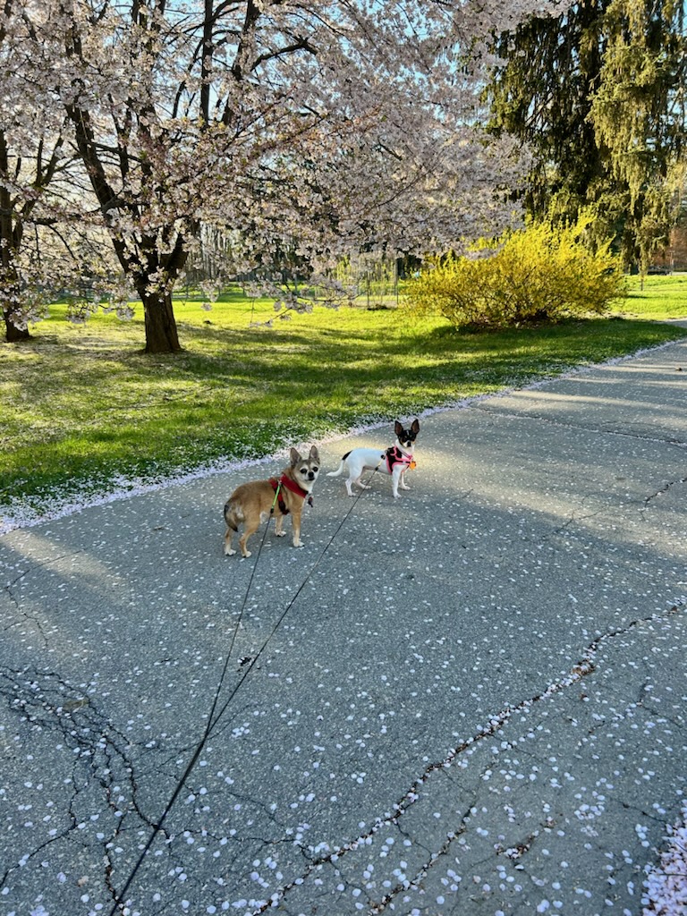 #dogsoftwitter #DogsofX #Chihuahuas #SpringVibes Just two chihuahuas enjoying a lovely spring stroll. We hope everyone is having a fine day.