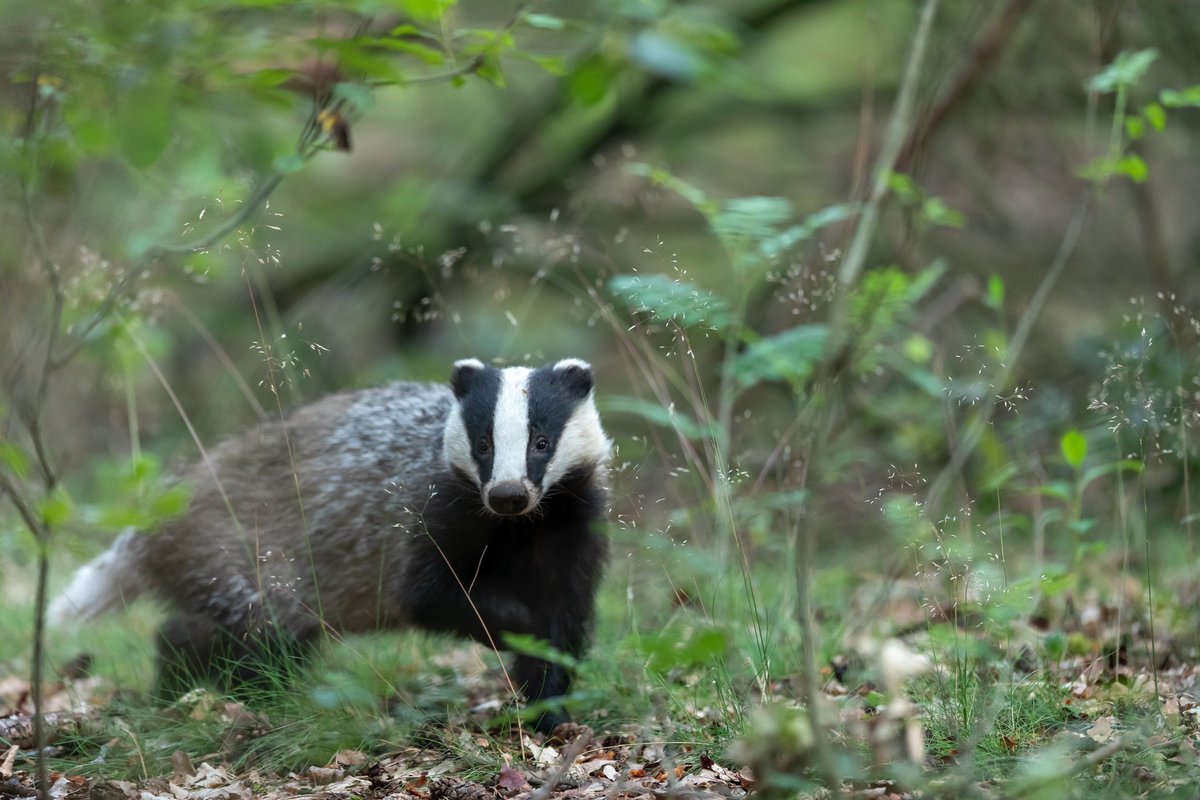 We think this shows Defra’s consultation isn’t easily understandable, nor does it represent a fair series of questions that could be answered by a motivated member of the public. We’ll be sending our results to Defra today. Read our full blog: wildjustice.org.uk/general/the-co… 6/6