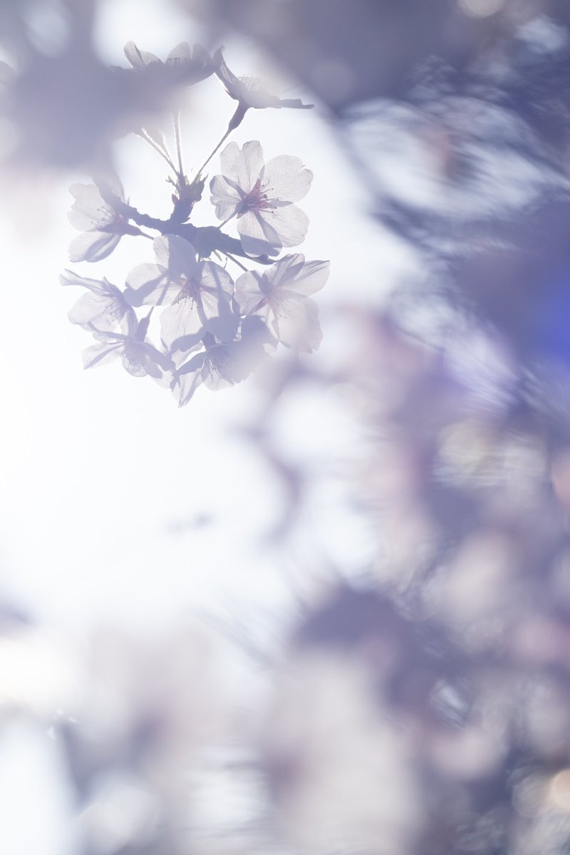E95GTvK2V93u1kM's tweet photo. #桜 #額装のない写真展 #春2024 #花写真 #TLを花でいっぱいにしよう https://t.co/WFuRivO7BZ