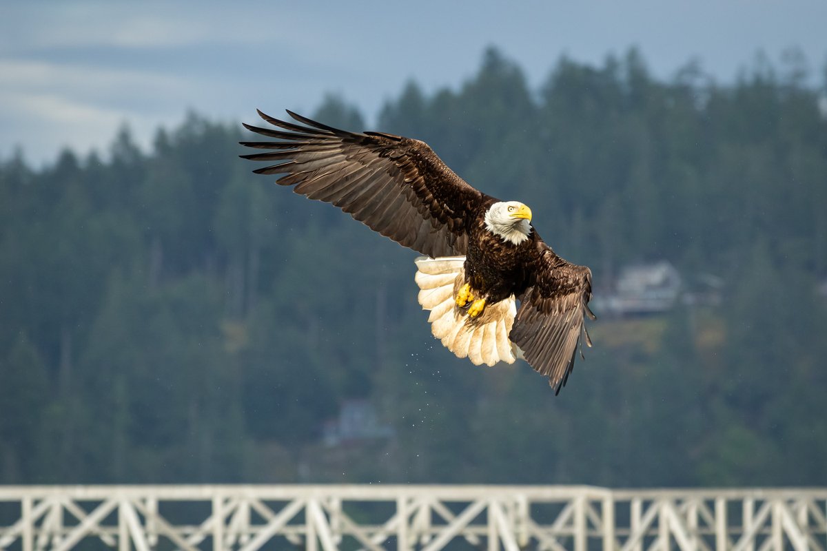 gm Your daily eagle encounter! #AnnesWildlifeWakeup 💛🦅