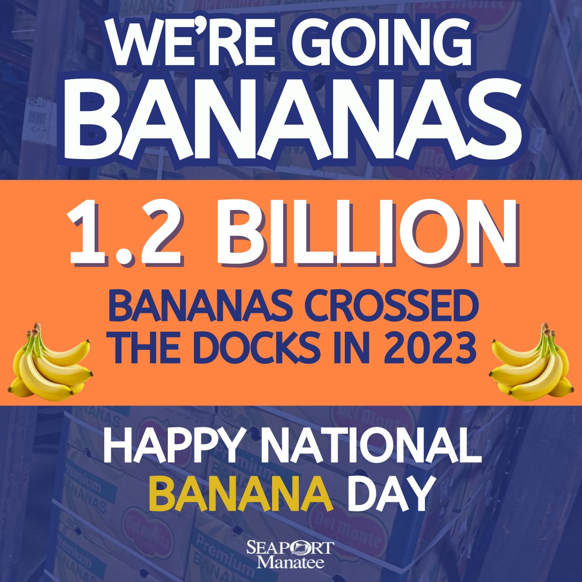 🍌 In 2023, 1.2 billion bananas crossed #SeaPortManatee, valued at $94 million, up 4.95% from 2022. In fact, they're our 5th largest import at the port. Now that’s how you celebrate #NationalBananaDay! #cargo #bananas #shipping ⛴️