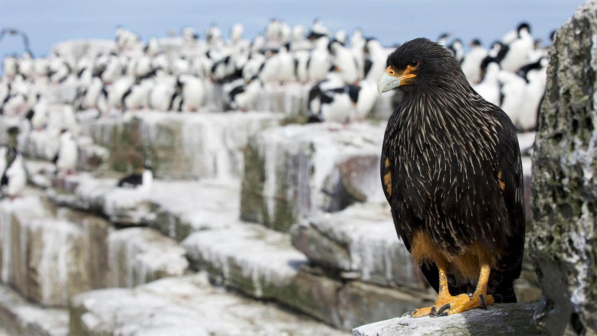 Tonight at 8/7 on Nature, part two of Raptors: A Fistful of Daggers. From snowy owls in the high Arctic to honey buzzards raiding hornet nests in Taiwan, a look at the extreme ways raptors conquer the toughest habitats on Earth.