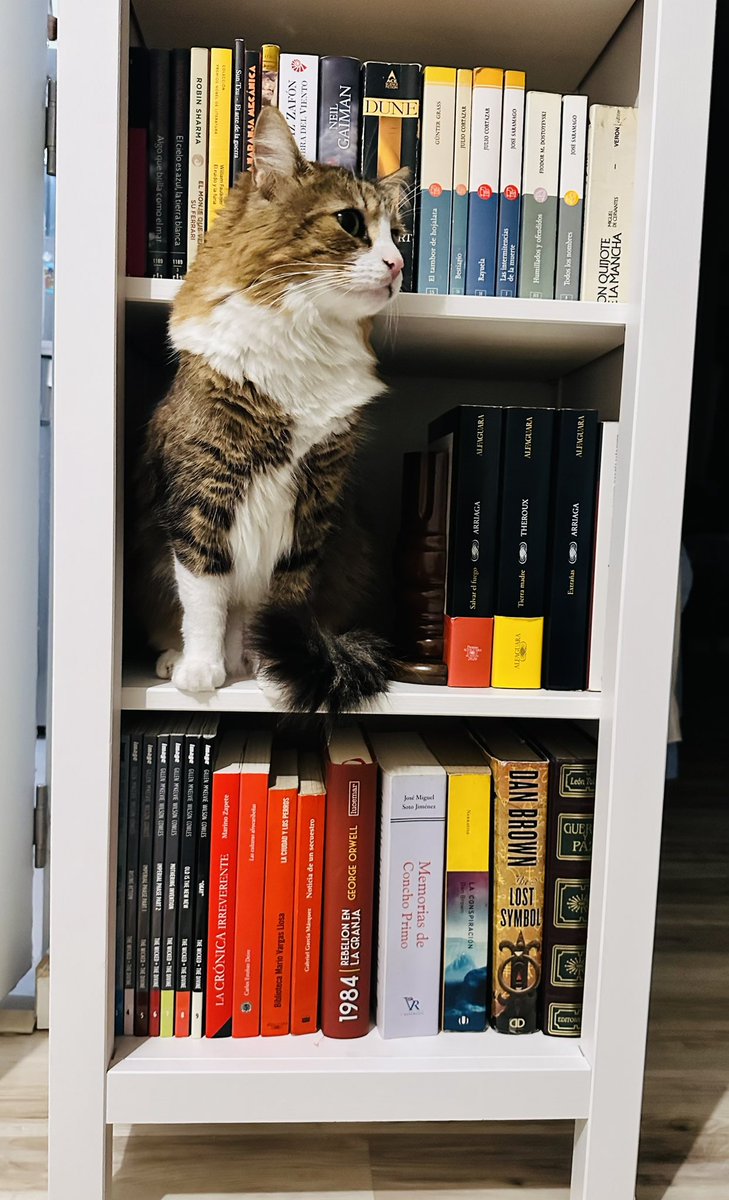Isxxc's tweet photo. @twaniimals Felino y bibliotecario. https://t.co/ZJ8yAamwdD