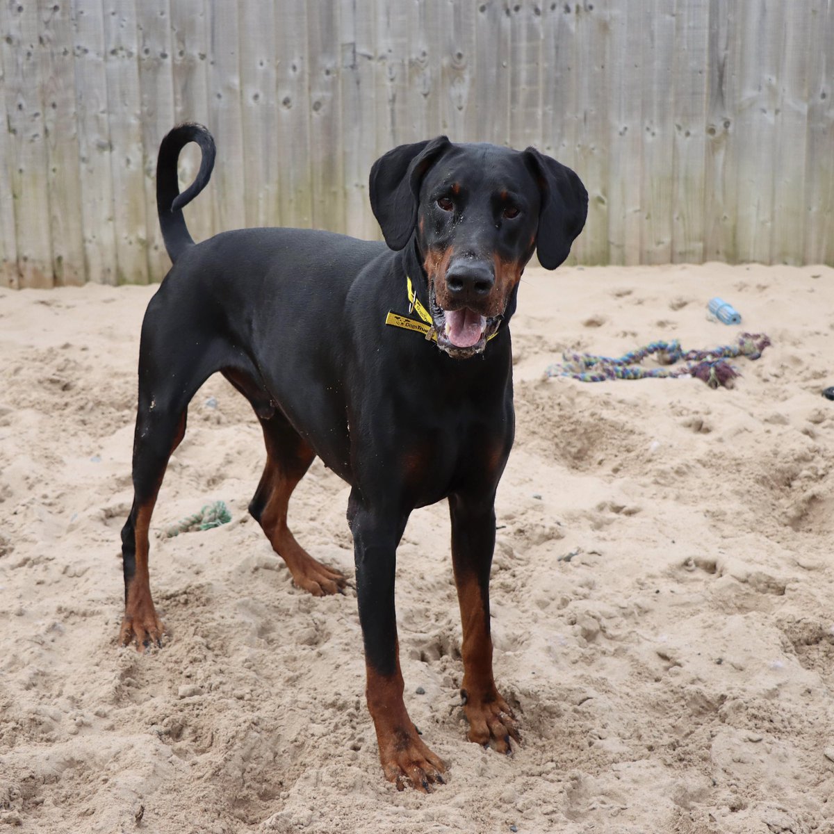 😍 We. Are. In. LOVE! 😍

Zeus is an amazing big lad who has so much love to give! He’s had a great time playing in the sand followed by plenty of snuggles.

@DogsTrust 
#DogsTrust #DogsTrustDarlington #AdoptDontShop #MidweekBoost #HappyWednesday #HandsomeBoy