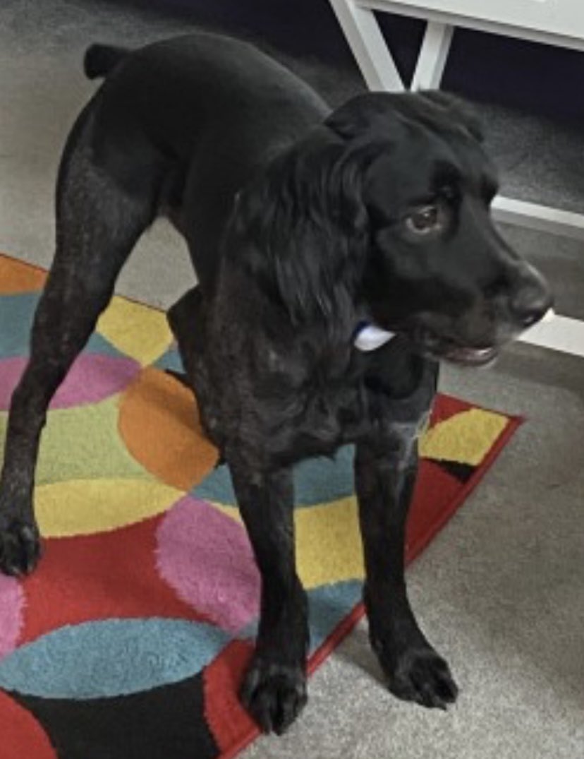 #SpanielHour RESCUE MISSING - DO NOT CHASE MAX missing on the field between Seabrook Rd /Hilltop and Harthall Lane #WD4 SOUTH EAST 17/4/24 Male/adult #Brittany black&grey Tagged/chipped/neutered A BIT SKITTISH PLEASE CALL IF SEEN ASAP TY 07787171716 doglost.co.uk/dog-blog.php?d…