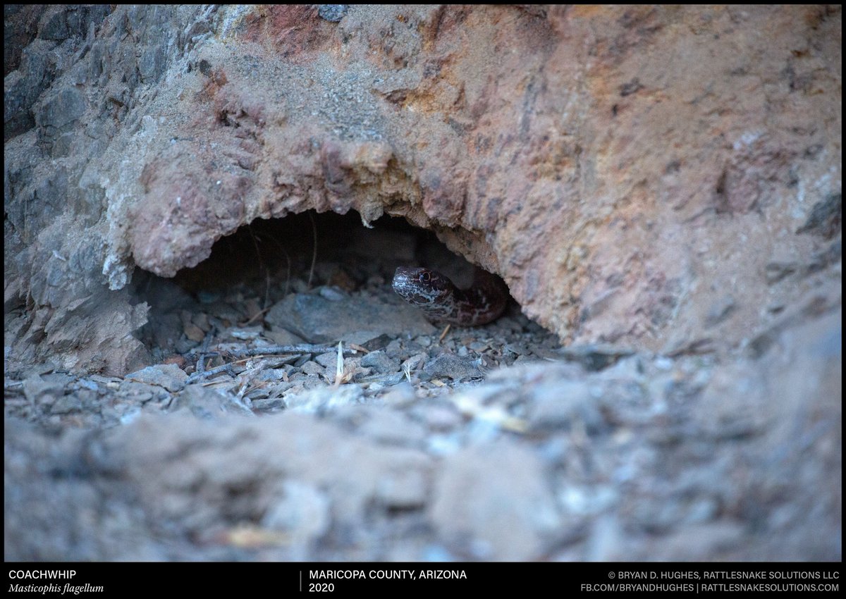 A Coachwhip (Red Racer) considers the mammal looking at it and decides to pause its daily emergence until it is gone. These fast, intelligent snakes are common throughout much of Arizona, typically encountered as a blur of color and movement heading into bushes.