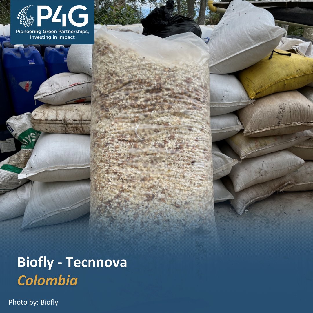 The Biofly – Tecnnova partnership will help Colombia with sustainable waste management by using Black Soldier Fly Larvae to support the creation of high-protein animal feed and biofertilizer. Learn more: bit.ly/3IQfn9W #PioneeringGreenPartnerships